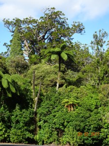 dsc00687